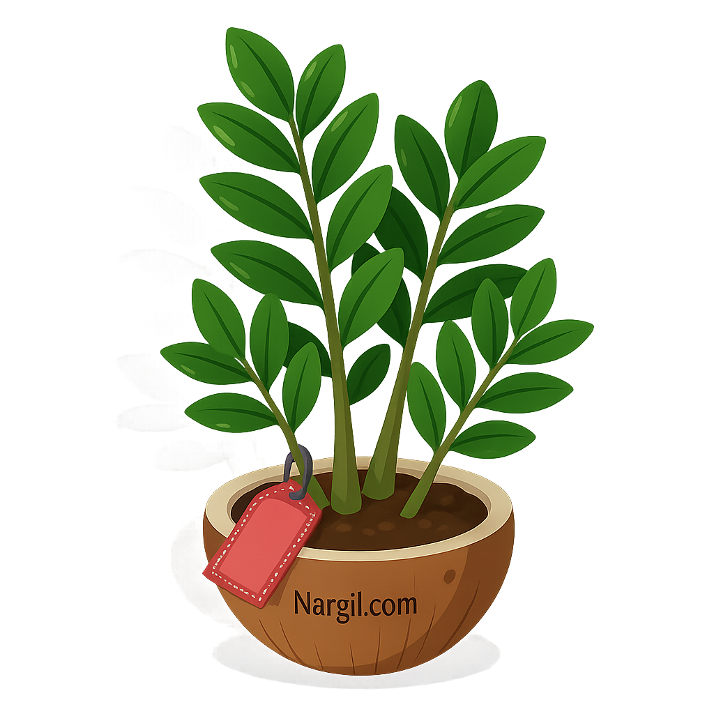 Nargil_Zamioculcas Zamiifolia